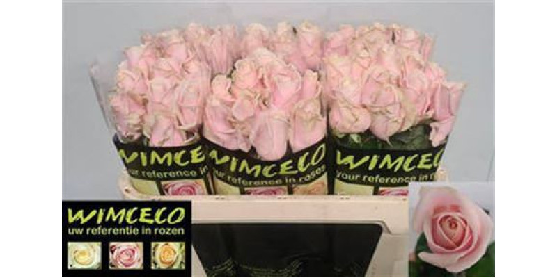 Rose Gr Sweet Avalanche Wimceco 70cm A1