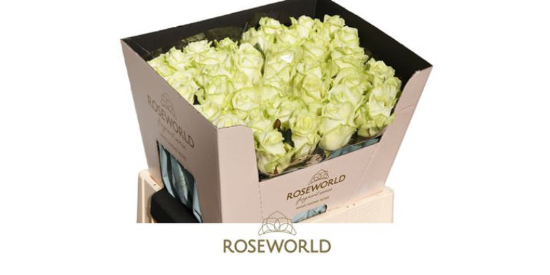 Rose Gr White Naomi Porta Nova 60cm  Col-White