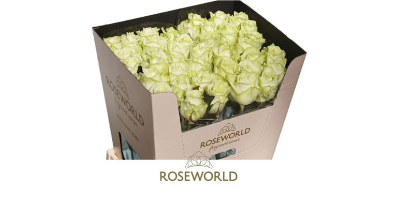 Rose Gr White Naomi Porta Nova 70cm A1 Col-White