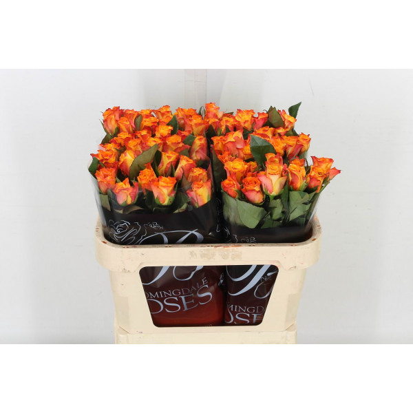 Rose Gr Marie-claire! Extra 70cm A1 Col-Orange