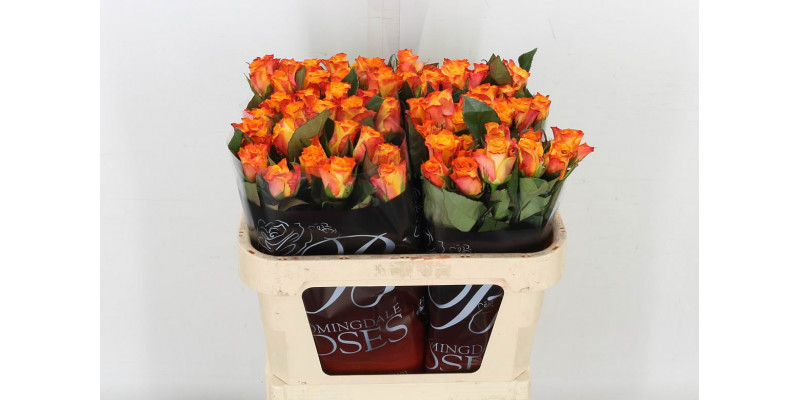 Rose Gr Marie-claire! Extra 70cm A1 Col-Orange