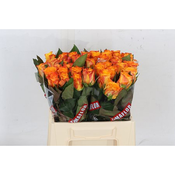 Rose Gr Marie-claire! Extra 60cm A1 Col-Orange