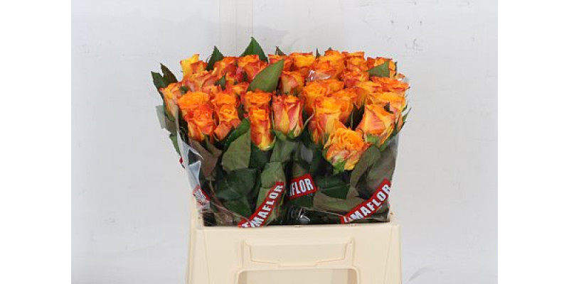 Rose Gr Marie-claire! Extra 60cm A1 Col-Orange