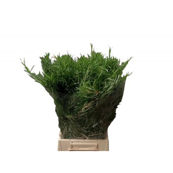 Rosemary 300gr 60cm 