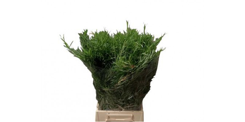 Rosemary 300gr 60cm 