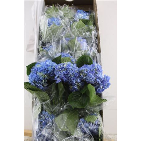 Hydr. M Box Shocking Blue 60-18 60 cm A1