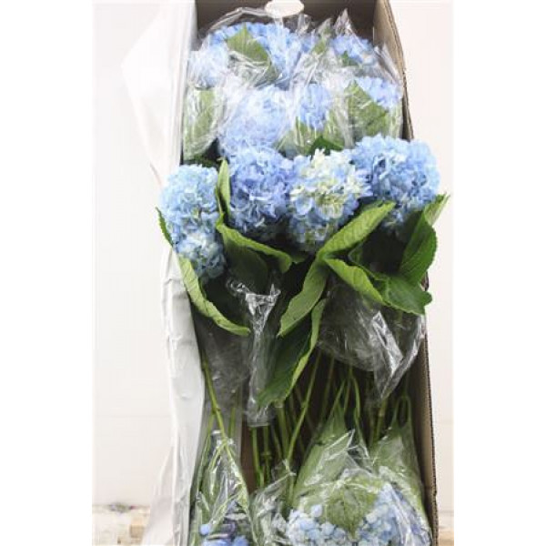 Hydr. M Box Light Blue 80-18 Hydrangea A1