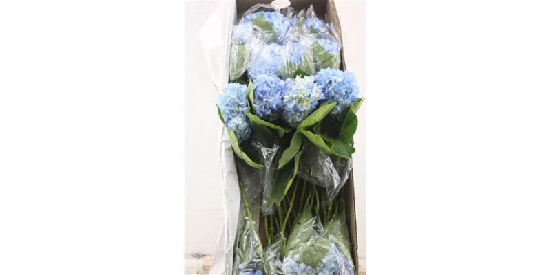 Hydr. M Box Light Blue 80-18 Hydrangea A1