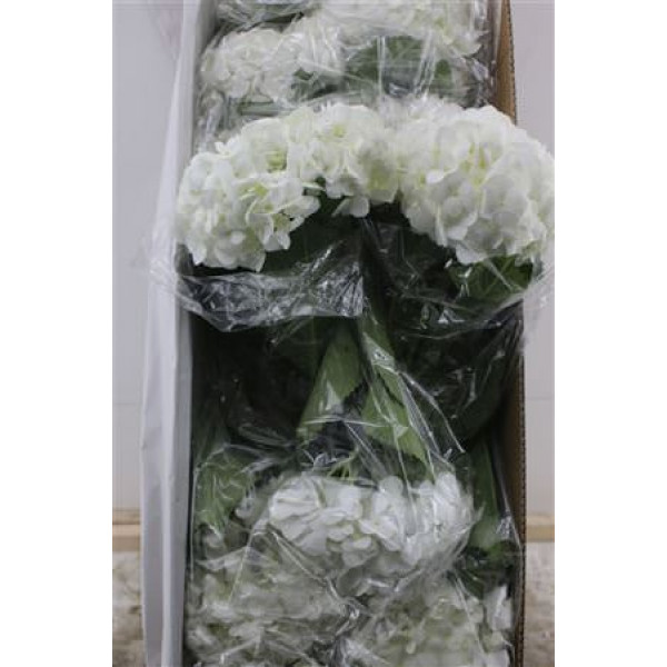 Hydr. M Box White Jumbo 60-21 Hydrangea A1