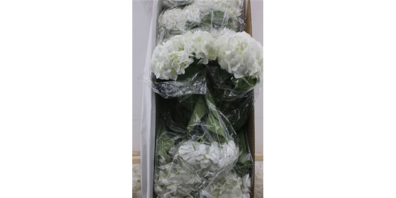 Hydr. M Box White Jumbo 60-21 Hydrangea A1