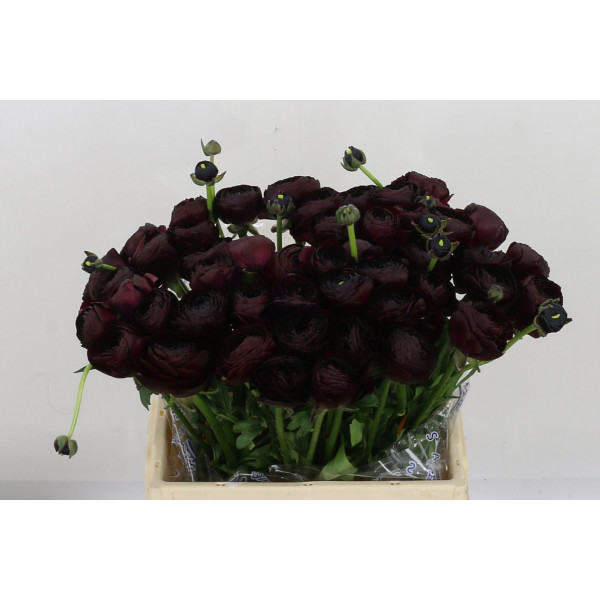 Ranunculus Kl Milonga 40 A1Dark Purple