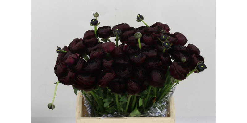 Ranunculus Kl Milonga 40 A1Dark Purple