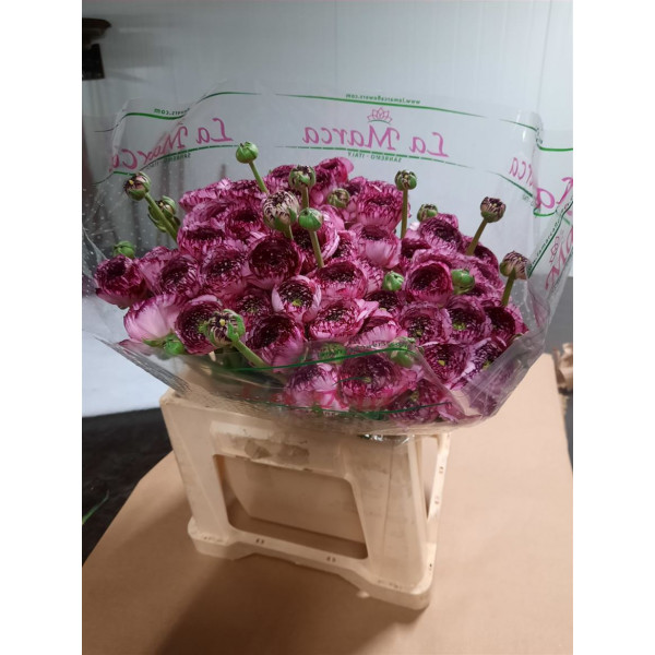 Ranunculus Kl Cappuccino Violet 40cm  Col-Peach