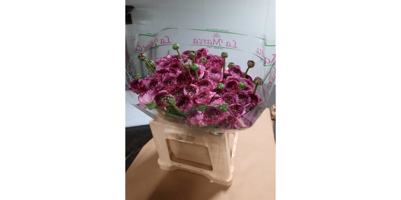 Ranunculus Kl Cappuccino Violet 40cm  Col-Peach