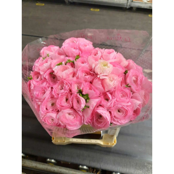 Ranunculus Kl Rose 752 45 A1Dark Pink