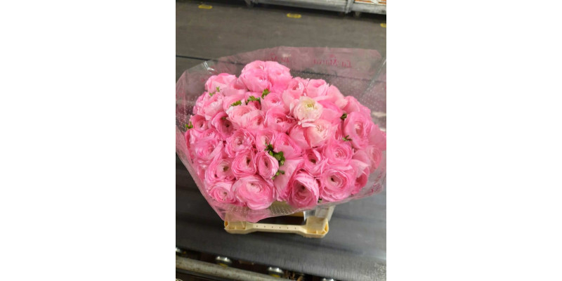 Ranunculus Kl Rose 752 45 A1Dark Pink