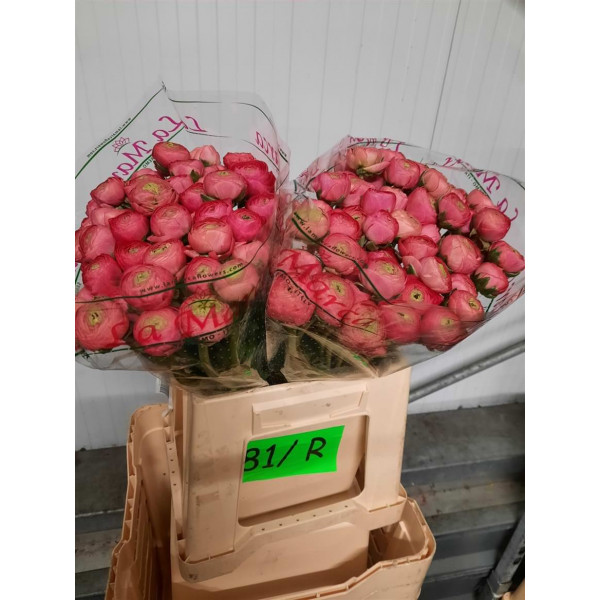 Ranunculus Kl Rose 433 40cm  Col-Dark Pink