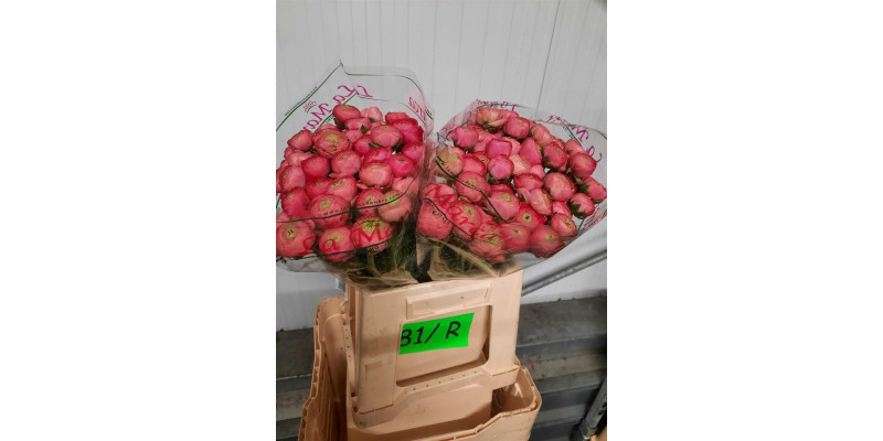 Ranunculus Kl Rose 433 40cm  Col-Dark Pink