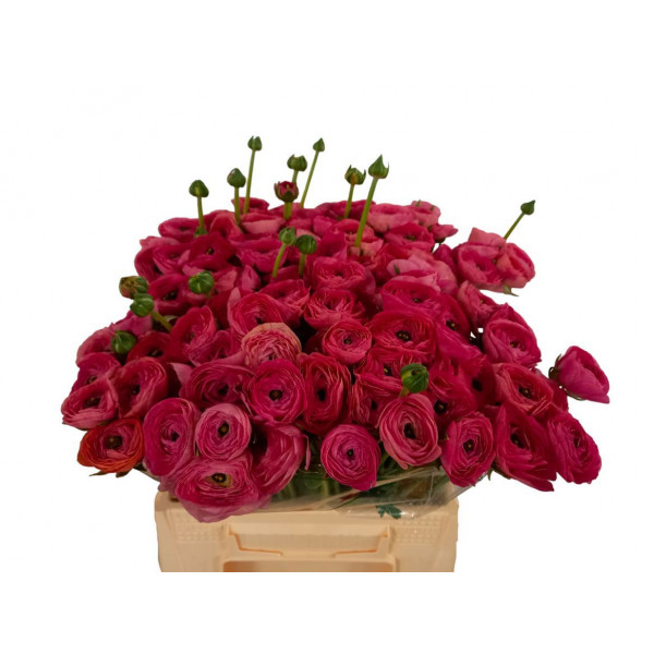 Ranunculus Kl Rose 433 Xl 45cm 