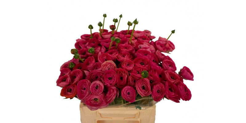 Ranunculus Kl Rose 433 Xl 45cm 