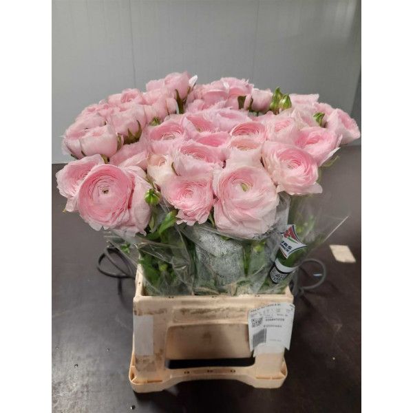 Ranunculus Kl Rosa Favola Xl 40 A1Pink