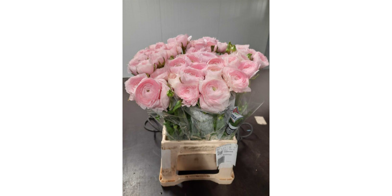 Ranunculus Kl Rosa Favola Xl 40 A1Pink