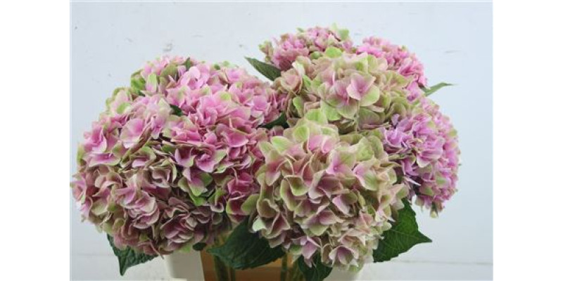 Hydr. M Tender Love Pink 60-18 60 cm A1