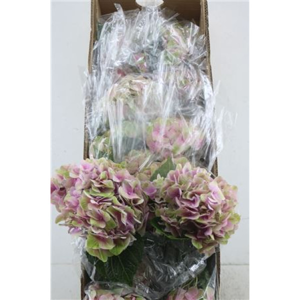 Hydr. M Box Tender Love Pink 60-18 60 cm A1