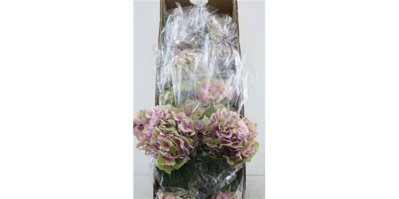 Hydr. M Box Tender Love Pink 60-18 60 cm A1