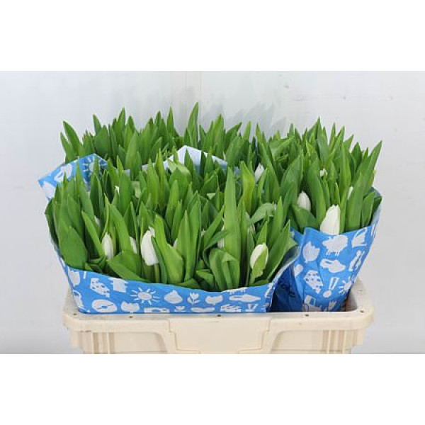 Tulips En Overig Wit 39 cm A1