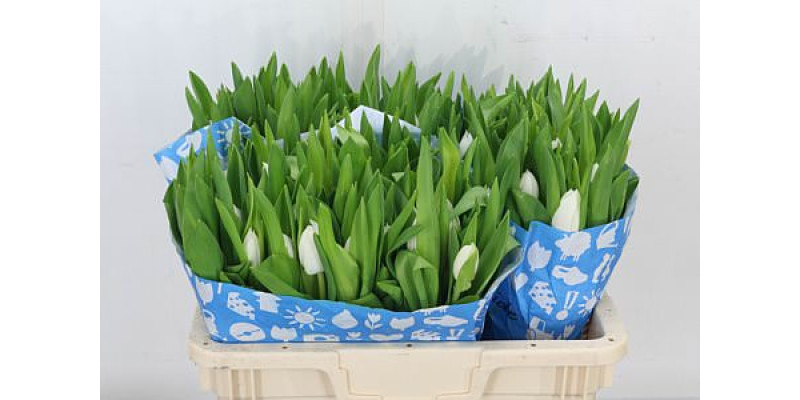Tulips En Overig Wit 39 cm A1
