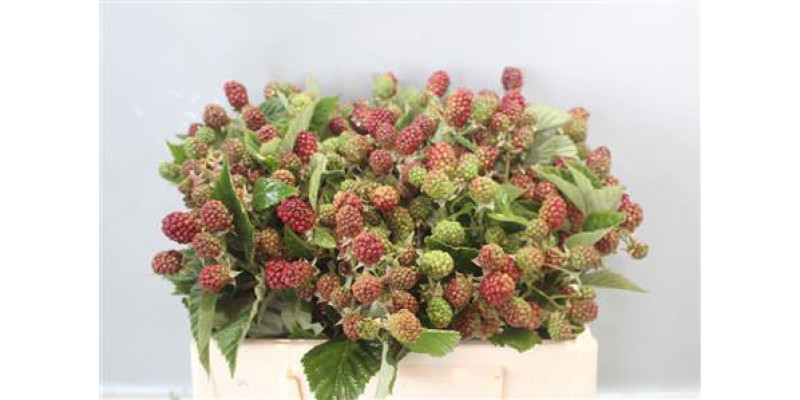 Rubus 30 Cm 30cm 