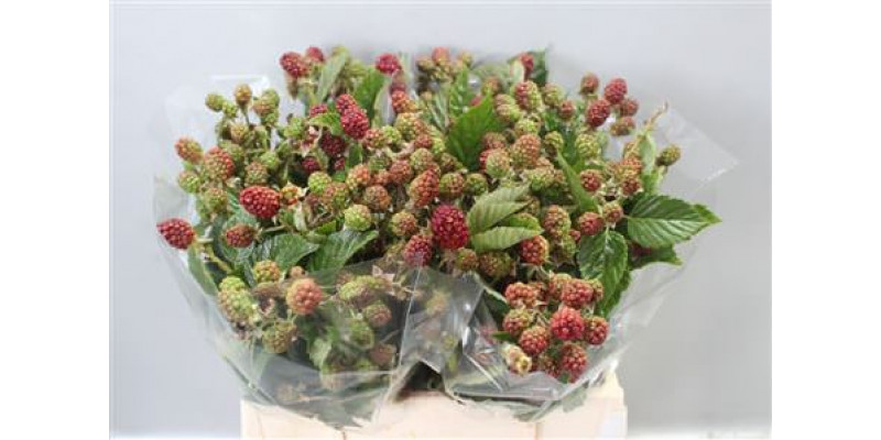 Rubus 40 Cm 40cm 