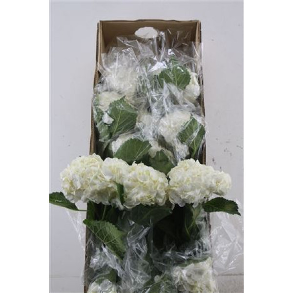 Hydr. M Box Bianca 60-18 60 cm A1