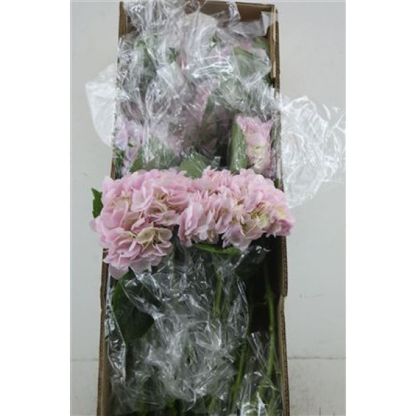 Hydr. M Box Dream Pink 60-18 60 cm A1