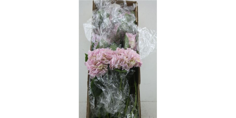 Hydr. M Box Dream Pink 60-18 60 cm A1