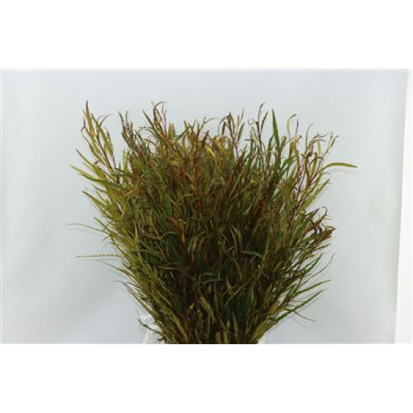 Grevillea Yellow 200gr 70cm EX