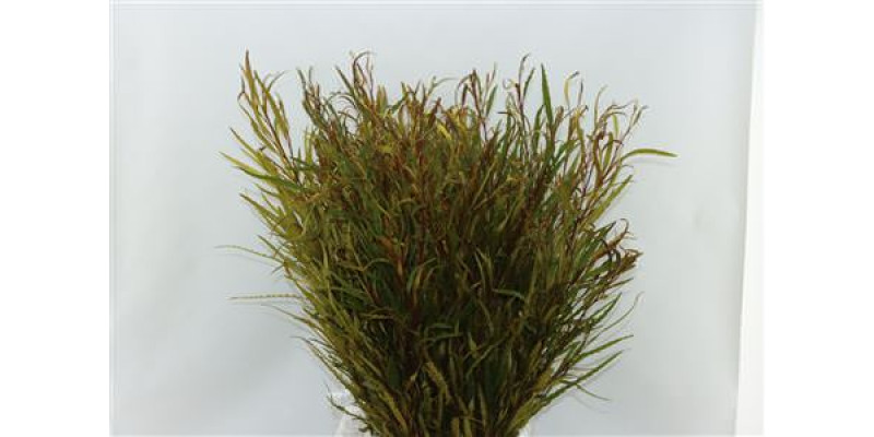 Grevillea Yellow 200gr 70cm EX