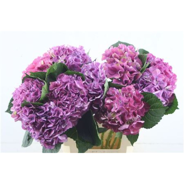 Hydr. M Scarlet Purple 60-18 60 cm A1