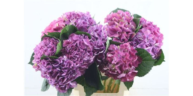 Hydr. M Scarlet Purple 60-18 60 cm A1