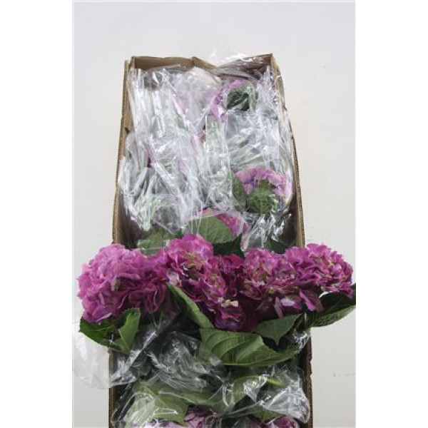 Hydr. M Box Scarlet Purple 60-18 60 cm A1