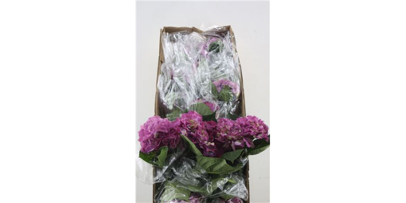 Hydr. M Box Scarlet Purple 60-18 60 cm A1