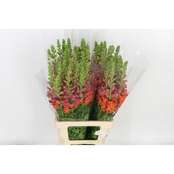 Antir Poto Orange 70cm A1 (Valentine Pre Order)