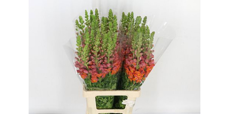 Antir Poto Orange 70cm A1 (Valentine Pre Order)