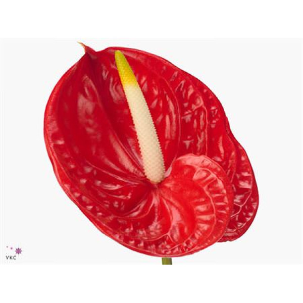 Anthurium A Tropical 12 0cm A1 (Valentine Pre Order)