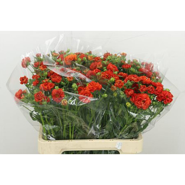 Geum Fiery Tempest 60 cm A1