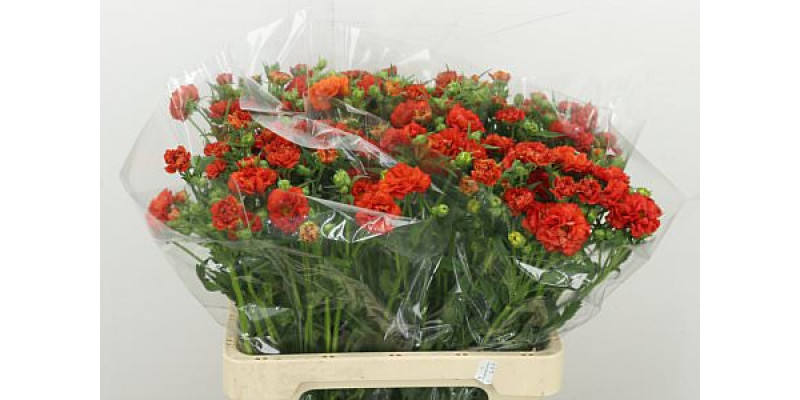 Geum Fiery Tempest 60 cm A1