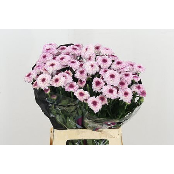 Chrysanthemums T Abbey 65cm A1 (Valentine Pre Order)
