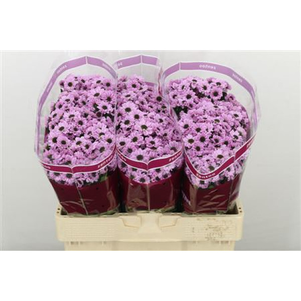 Chrysanthemums S Yin Yang Pink 55cm A1 (Valentine Pre Order)
