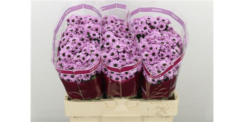 Chrysanthemums S Yin Yang Pink 55cm A1 (Valentine Pre Order)